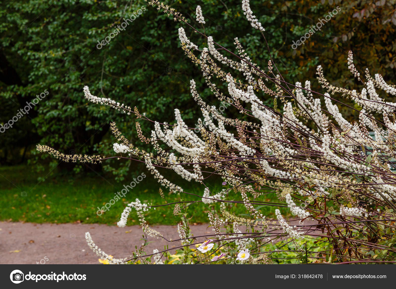 Black Cohosh Cimicifuga Racemosa Close Stock Photo By C Ovju Yandex Ru 318642478