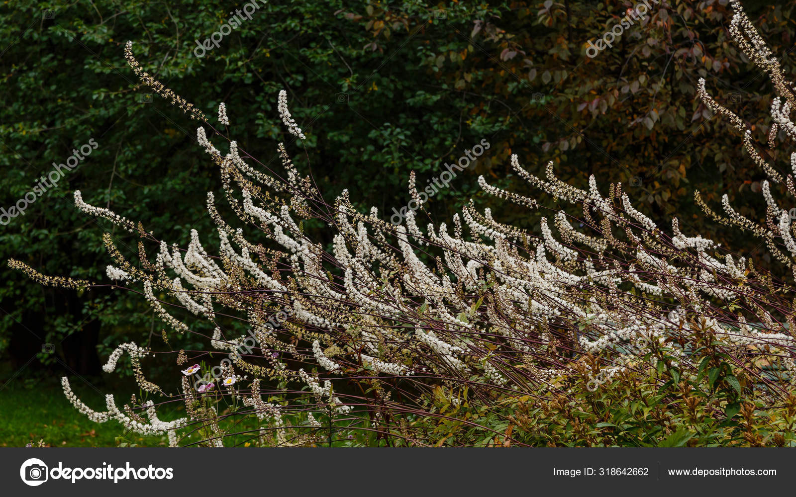 Black Cohosh Cimicifuga Racemosa Close Stock Photo By C Ovju Yandex Ru 318642662