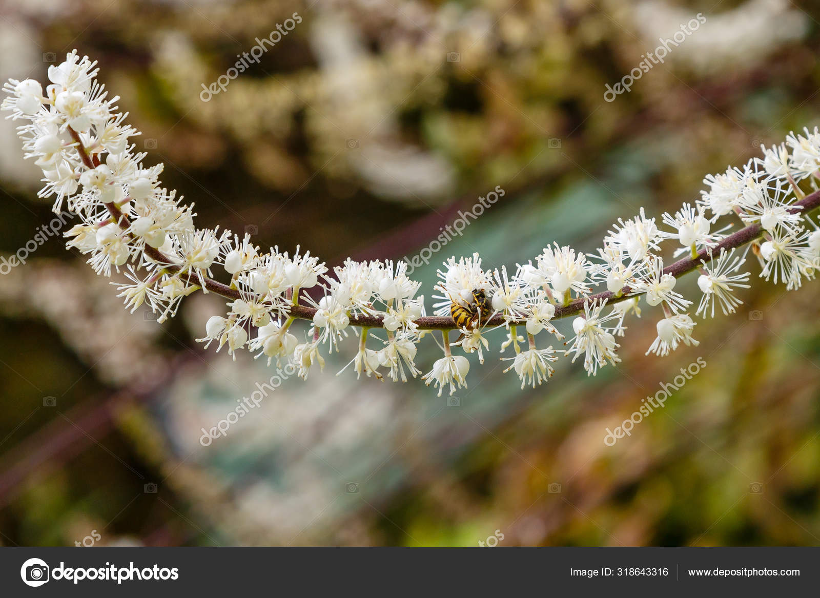 Black Cohosh Cimicifuga Racemosa Close Stock Photo By C Ovju Yandex Ru 318643316