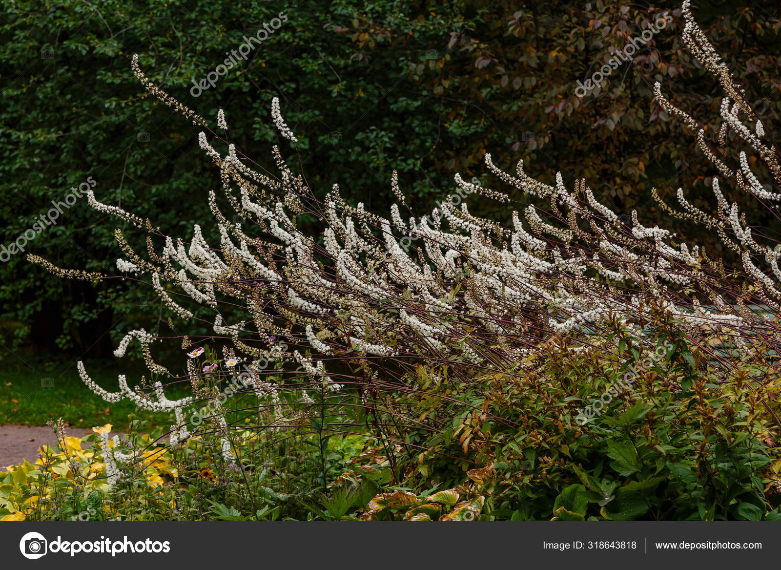 Black Cohosh Cimicifuga Racemosa Close Stock Photo By C Ovju Yandex Ru 318643818