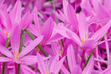 Autumnale or Autumn Crocus. Beautiful purple flowers in autumn garden