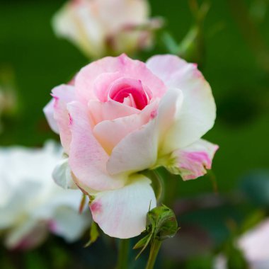 Yeşil arka planda güzel bir gül