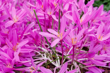 Autumnale or Autumn Crocus. Beautiful purple flowers in autumn garden