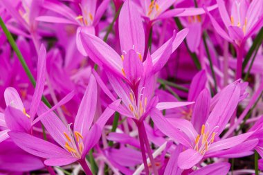 Autumnale or Autumn Crocus. Beautiful purple flowers in autumn garden