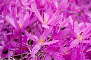 Autumnale or Autumn Crocus. Beautiful purple flowers in autumn garden