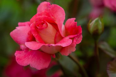 Yeşil arka planda güzel pembe bir gül