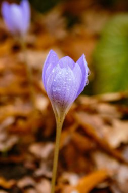 Sonbahar bahçesinde narin mor safran çiçekleri (Crocus speciosus).