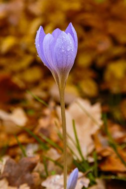 Sonbahar bahçesinde narin mor safran çiçekleri (Crocus speciosus).
