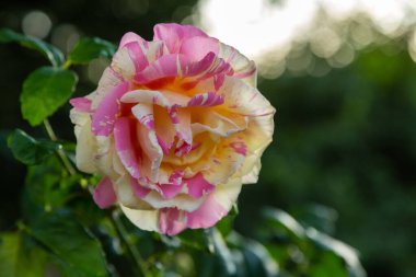 Yeşil arka planda güzel bir gül