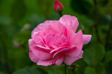 Yeşil arka planda güzel pembe bir gül