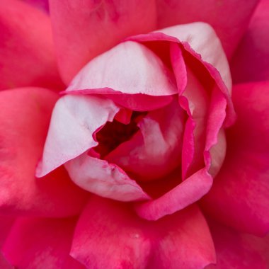 Yeşil arka planda güzel kırmızı gül