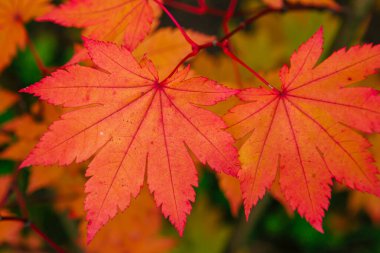Acer japonicum in autumn garden