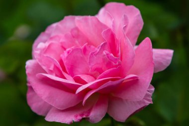 Yeşil arka planda güzel pembe bir gül