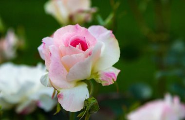 Yeşil arka planda güzel bir gül