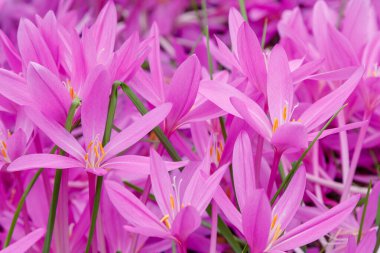 Autumnale or Autumn Crocus. Beautiful purple flowers in autumn garden