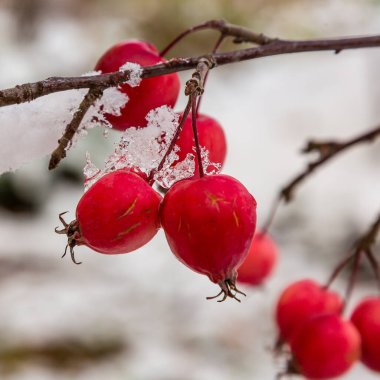 Karda dallarda kırmızı meyveler. Bahçede kış. Kışın kuşları besle