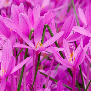 Autumnale or Autumn Crocus. Beautiful purple flowers in autumn garden