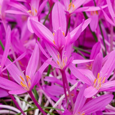 Autumnale or Autumn Crocus. Beautiful purple flowers in autumn garden