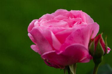 Yeşil arka planda güzel pembe bir gül