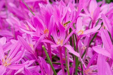 Autumnale or Autumn Crocus. Beautiful purple flowers in autumn garden