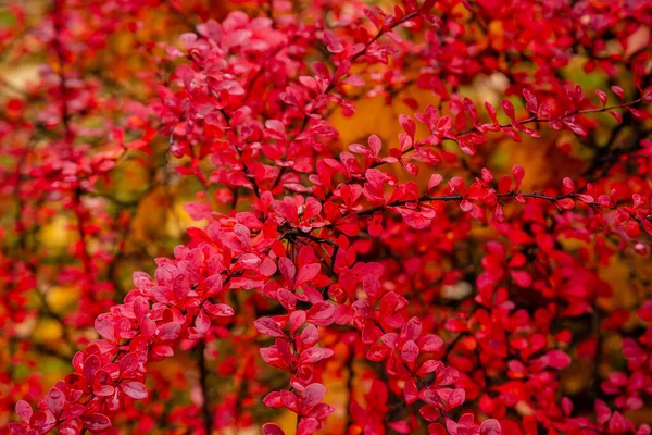 Barberry Bush Sonbahar Bahçesinde Böğürtlen Çalılığında Kırmızı Yapraklar — Stok fotoğraf