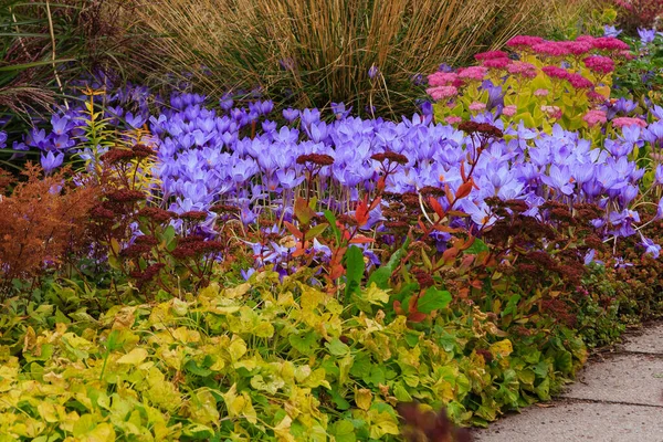 Flores Jardín Otoño Perennes Jardín Botánico Otoño —  Fotos de Stock