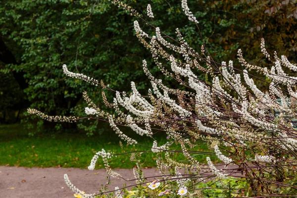 Black cohosh (Cimicifuga racemosa) close up