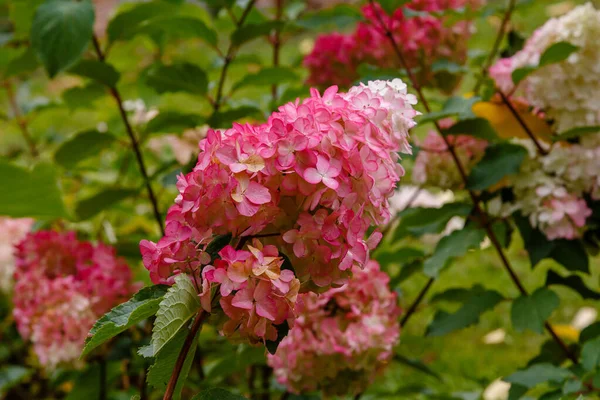 Sonbahar bahçesinde ortanca paniklemesi