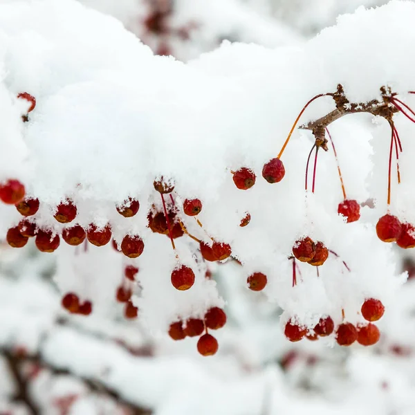 Rote Beeren Auf Den Zweigen Schnee Winter Garten Vögel Füttern — Stockfoto