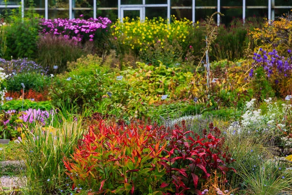 Květiny Podzimní Zahradě Trvalky Botanické Zahradě Podzim — Stock fotografie