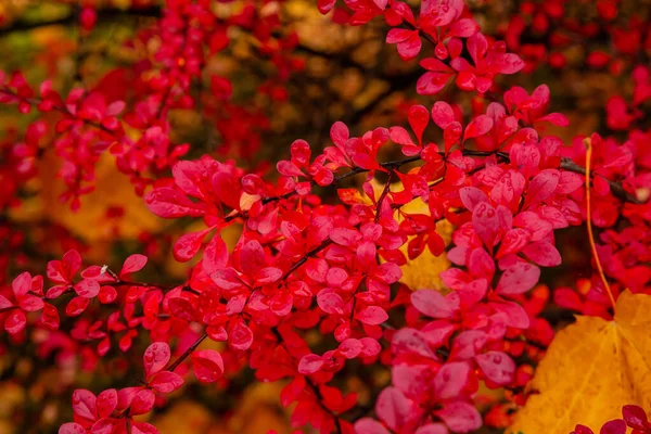 Barberry Bush Sonbahar Bahçesinde Böğürtlen Çalılığında Kırmızı Yapraklar — Stok fotoğraf