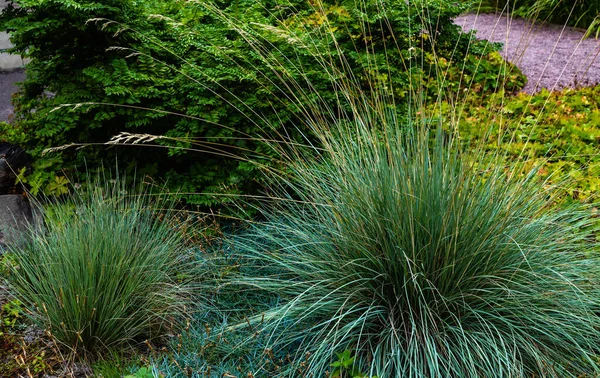 Bahçedeki Festuca glauca. Bahçedeki süs otları ve otlar.