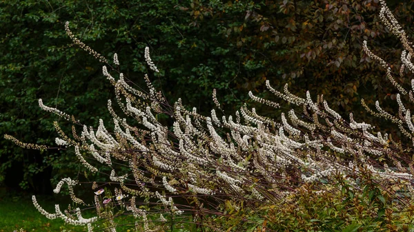 Black cohosh (Cimicifuga racemosa) close up