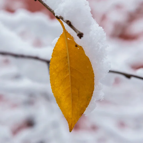 秋天的花朵和树叶在雪地里 冬天在花园里 — 图库照片