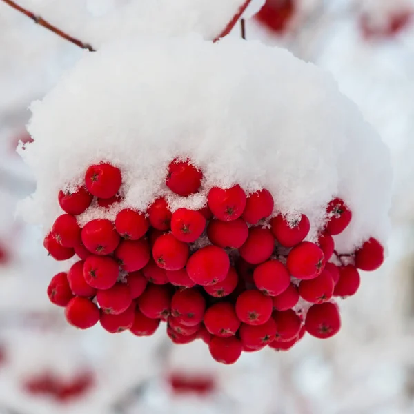 Rote Beeren Von Sorbus Aucuparia Schnee Der Erste Schnee Winter — Stockfoto