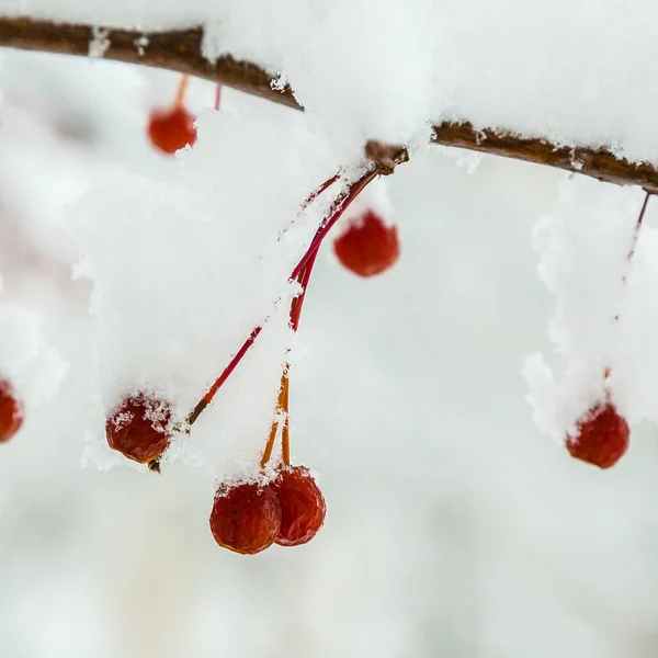 Rote Beeren Auf Den Zweigen Schnee Winter Garten Vögel Füttern — Stockfoto