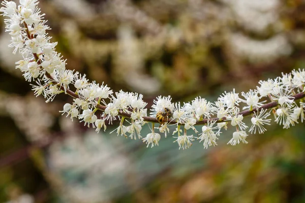 Black cohosh (Cimicifuga racemosa) close up