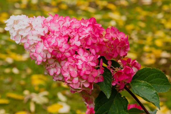 Sonbahar bahçesinde ortanca paniklemesi