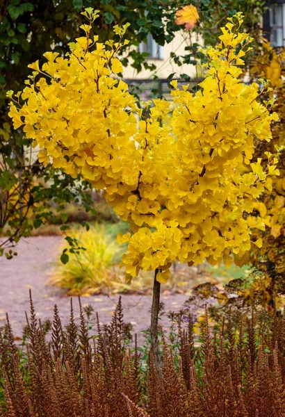 Drzewo Ginkgo Biloba Jesiennym Ogrodzie Religia Ginkgo Biloba Drzewa Ogrodzie — Zdjęcie stockowe