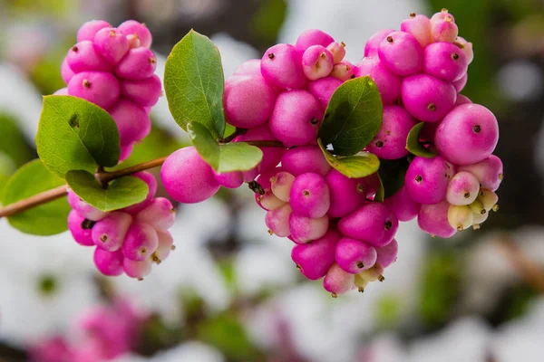 The snowberry pink (Symphoricarpos orbiculatus) in winter garden