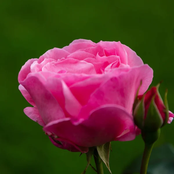 Mooie Roze Roos Groene Achtergrond — Stockfoto