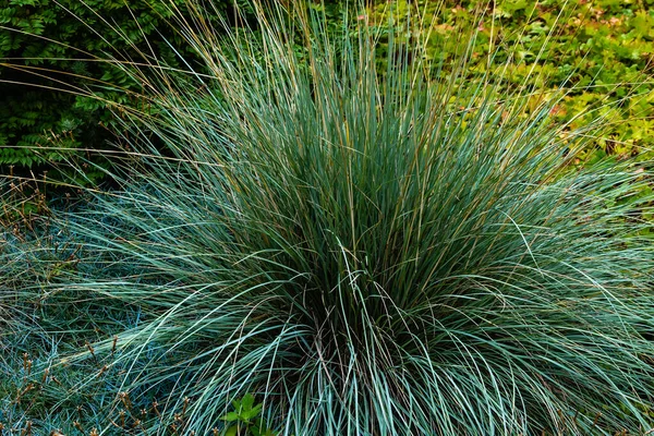 Festuca Glauca Giardino Erbe Ornamentali Erbe Aromatiche Giardino — Foto Stock