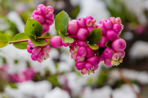 The snowberry pink (Symphoricarpos orbiculatus) in winter garden