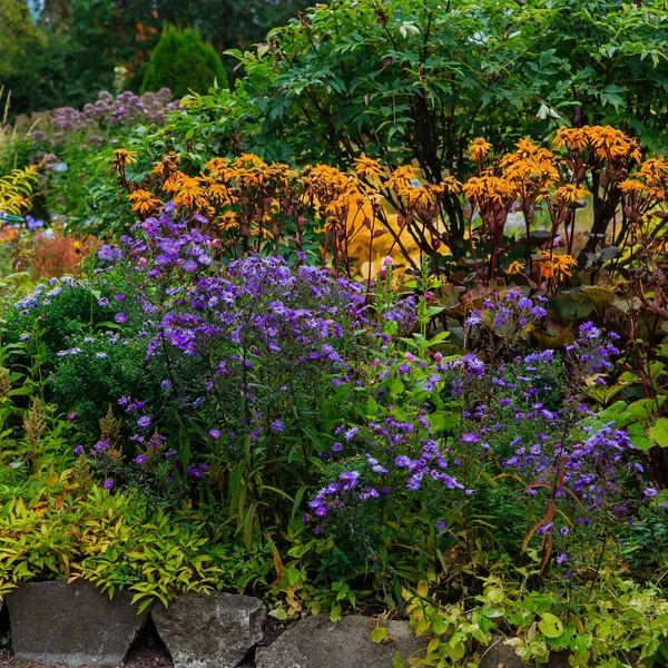 Flores Jardín Otoño Perennes Jardín Botánico Otoño — Foto de Stock