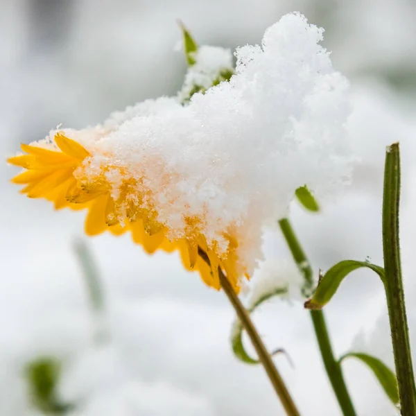 Φθινοπωρινά Λουλούδια Και Φύλλα Στο Χιόνι Χειμώνας Στον Κήπο — Φωτογραφία Αρχείου