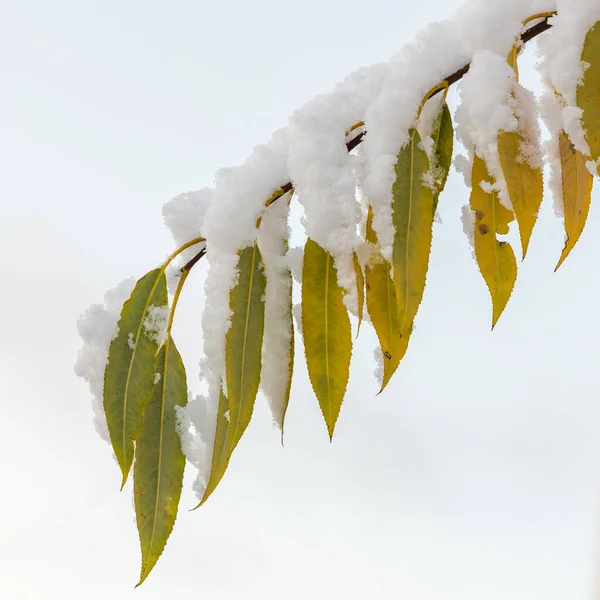 黄叶在雪地里 秋天的树叶和被雪覆盖的树 — 图库照片