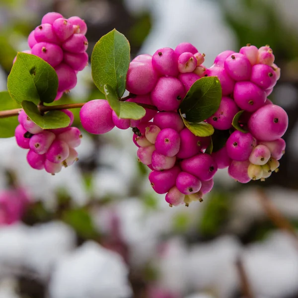 Snowberry Pink Symphoricarpos Orbiculatus Winter Garden — Stock Photo, Image