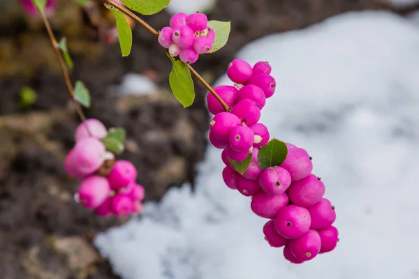 冬の庭の雪のピンク Symphoricarpos Orbiculatus — ストック写真