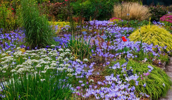 Fiori Nel Giardino Autunnale Perenni Nell Orto Botanico Autunno — Foto Stock