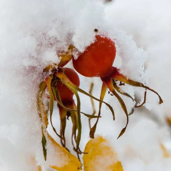 雪地里树枝上的红色浆果 冬天在花园里 冬季喂食雀鸟 — 图库照片